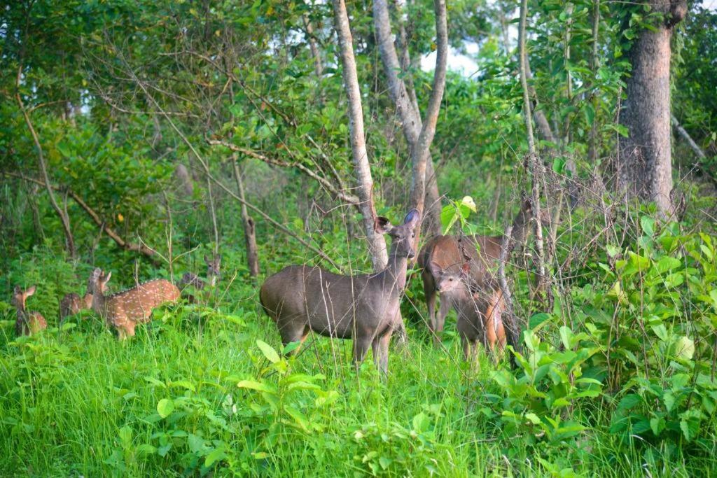 Hotel Greenland Safari Sauraha Exterior photo